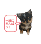 わんこず＆にゃん 2（個別スタンプ：12）