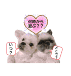 わんこず＆にゃん 2（個別スタンプ：14）