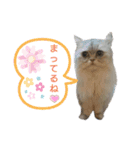 わんこず＆にゃん 2（個別スタンプ：15）