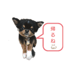 わんこず＆にゃん 2（個別スタンプ：16）