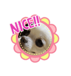 チワワのしょこ（個別スタンプ：1）