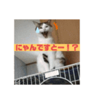 こまです2（個別スタンプ：2）