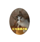 こまです2（個別スタンプ：6）
