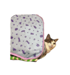 こまです2（個別スタンプ：15）