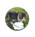ノラっ子（個別スタンプ：2）