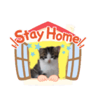 ノラっ子（個別スタンプ：3）