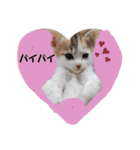 ノラっ子（個別スタンプ：10）