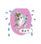 ノラっ子（個別スタンプ：11）