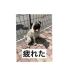 ハッチ君スタンプ（個別スタンプ：2）