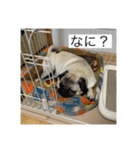 ハッチ君スタンプ（個別スタンプ：5）