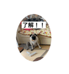 ハッチ君スタンプ（個別スタンプ：6）