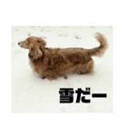 いなかのまりぼー2（個別スタンプ：5）