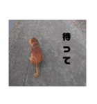 いなかのまりぼー2（個別スタンプ：9）
