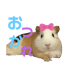もっちりみっちゅ（個別スタンプ：6）
