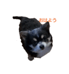 日常で使える可愛い犬のスタンプ（個別スタンプ：1）