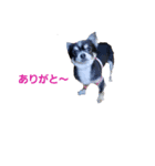 日常で使える可愛い犬のスタンプ（個別スタンプ：3）