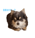 日常で使える可愛い犬のスタンプ（個別スタンプ：5）