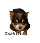 日常で使える可愛い犬のスタンプ（個別スタンプ：6）