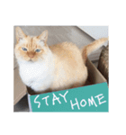 てとのまいにち STAY HOME（個別スタンプ：1）