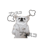 愛犬チワワのりっぷちゃん②（個別スタンプ：2）