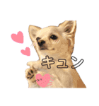 愛犬チワワのりっぷちゃん②（個別スタンプ：3）