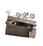 愛犬チワワのりっぷちゃん②（個別スタンプ：5）