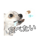 愛犬チワワのりっぷちゃん②（個別スタンプ：6）