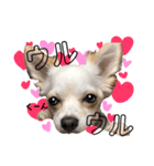 愛犬チワワのりっぷちゃん②（個別スタンプ：7）