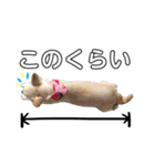 愛犬チワワのりっぷちゃん②（個別スタンプ：8）