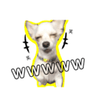 愛犬チワワのりっぷちゃん②（個別スタンプ：9）