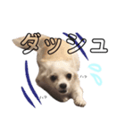 愛犬チワワのりっぷちゃん②（個別スタンプ：10）