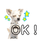 愛犬チワワのりっぷちゃん②（個別スタンプ：13）