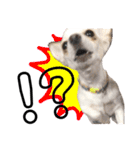 愛犬チワワのりっぷちゃん②（個別スタンプ：15）