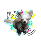 愛犬チワワのりっぷちゃん②（個別スタンプ：16）