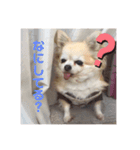 ここあちゃんのいちにち（個別スタンプ：1）