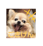 ここあちゃんのいちにち（個別スタンプ：7）