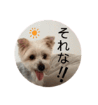 ユイちゃんの日常語（個別スタンプ：17）