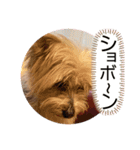 ユイちゃんの日常語（個別スタンプ：36）