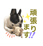 フレブルうめこ時々さくら2（個別スタンプ：3）