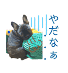 フレブルうめこ時々さくら2（個別スタンプ：24）