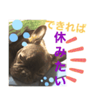 フレブルうめこ時々さくら2（個別スタンプ：35）