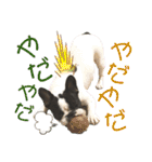 フレブルうめこ時々さくら2（個別スタンプ：39）