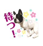 フレブルうめこ時々さくら2（個別スタンプ：40）