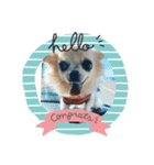 fin Chihuahua is cute（個別スタンプ：1）