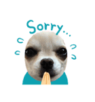 fin Chihuahua is cute（個別スタンプ：2）