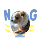 fin Chihuahua is cute（個別スタンプ：3）
