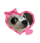 fin Chihuahua is cute（個別スタンプ：4）