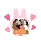 fin Chihuahua is cute（個別スタンプ：5）