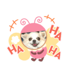 fin Chihuahua is cute（個別スタンプ：7）