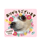 fin Chihuahua is cute（個別スタンプ：8）